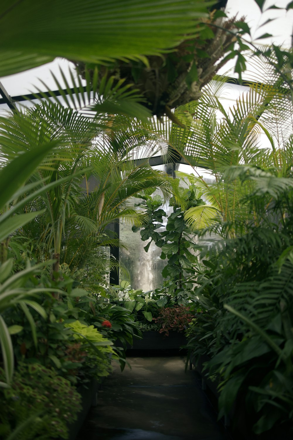 green leaf plants inside greenhouse