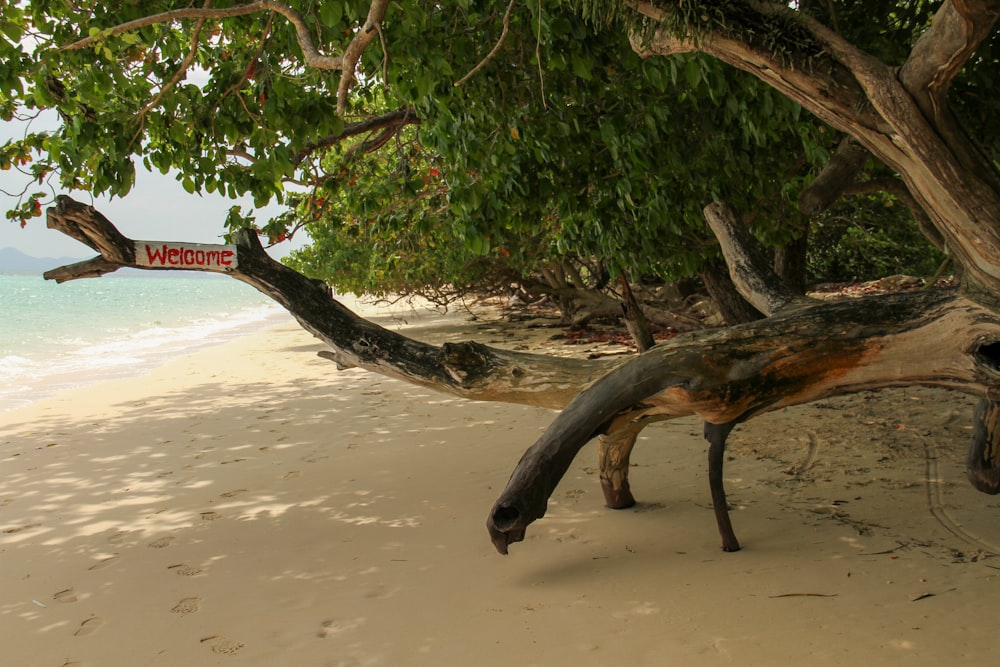 tronc d’arbre brun sur sable brun