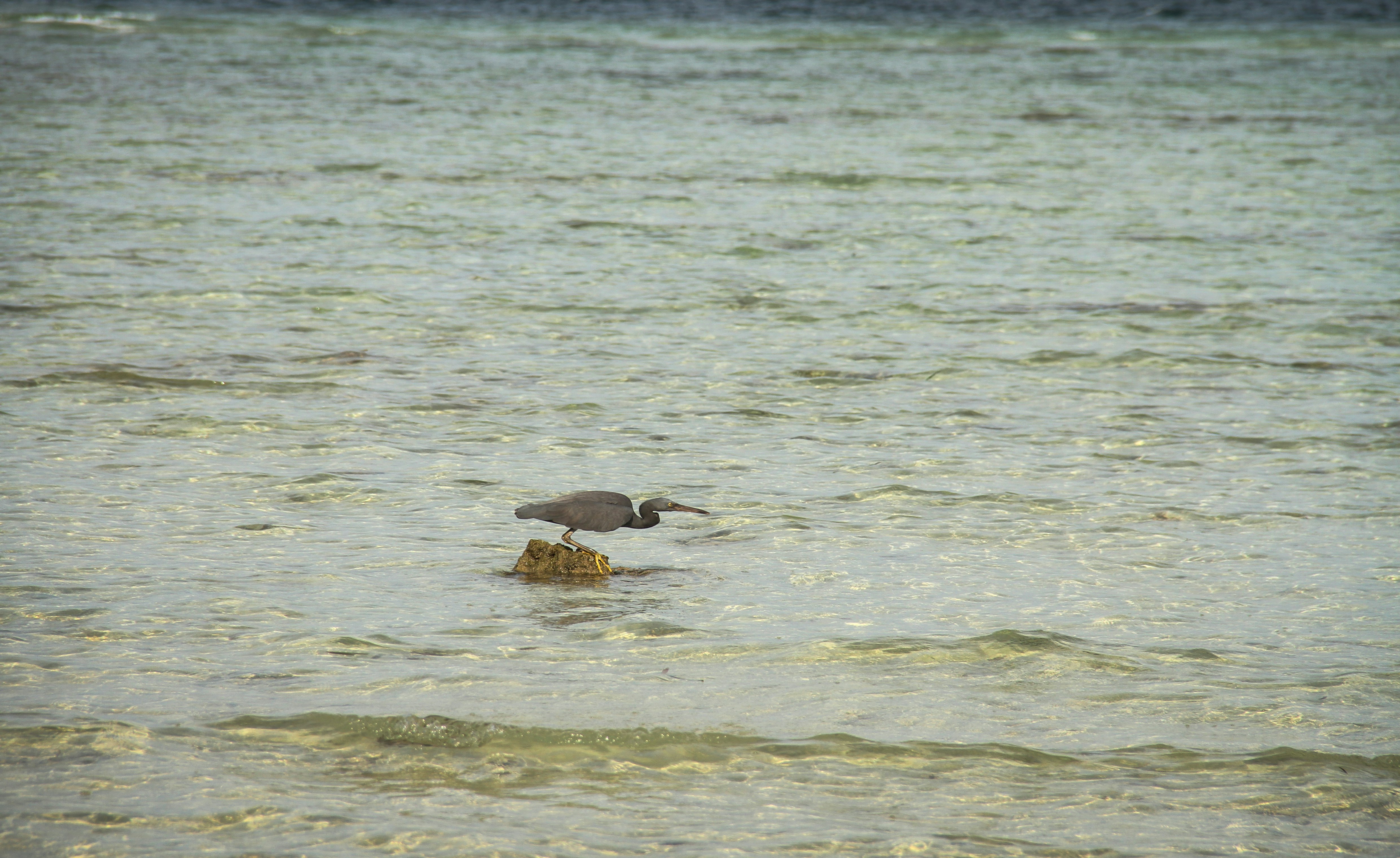 brown duck on water during daytime