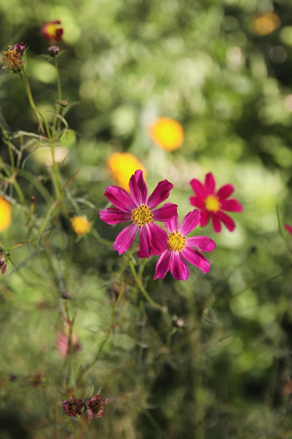 purple flower with yellow stigma