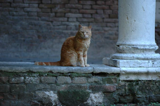 orange tabby cat on gray concrete brick