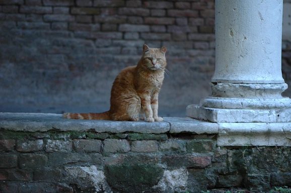 orange tabby cat on gray concrete brick