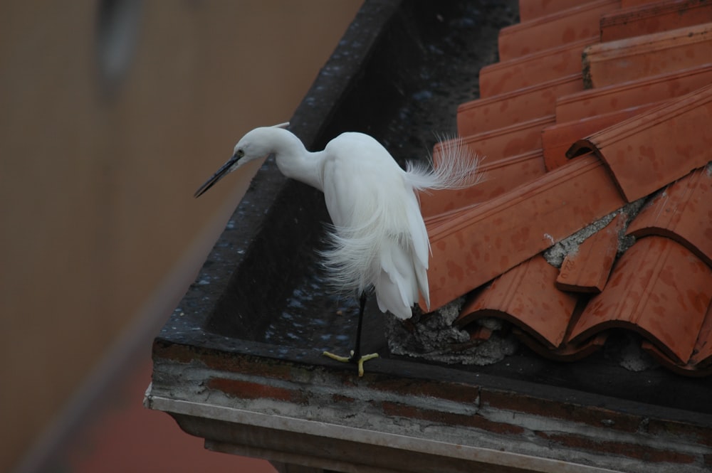 white bird on brown wooden roof