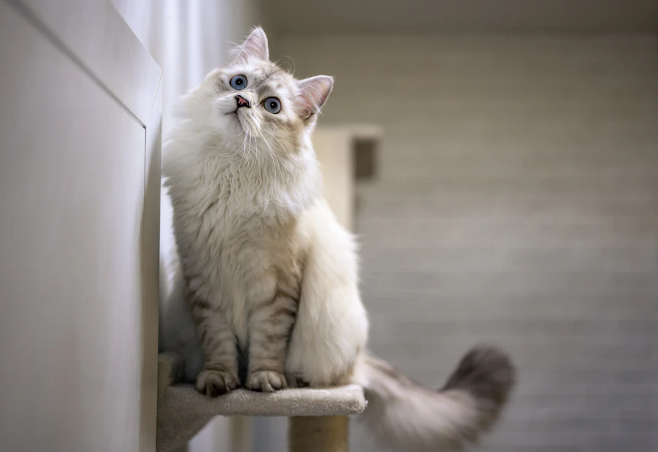 A fluffy white cat with blue eyes is perched on a wooden scratching post, looking up at something out of frame. The cat's tail is visible behind it, adding to its regal appearance. The background features a simple beige wall and a window that allows natural light to filter into the room.