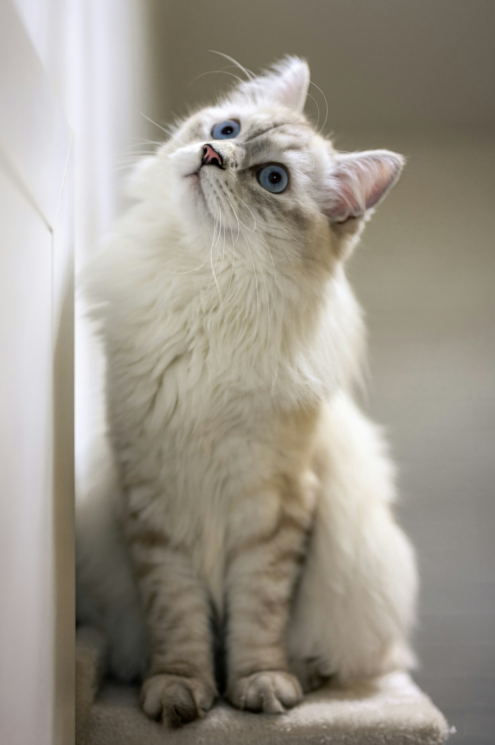 white and gray cat on white table