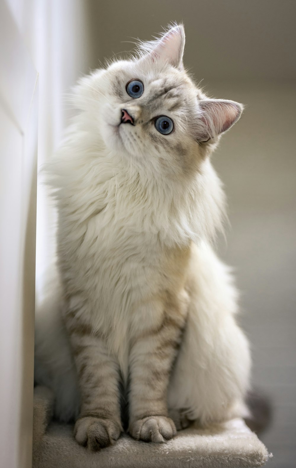 白と灰色の長い毛皮の猫