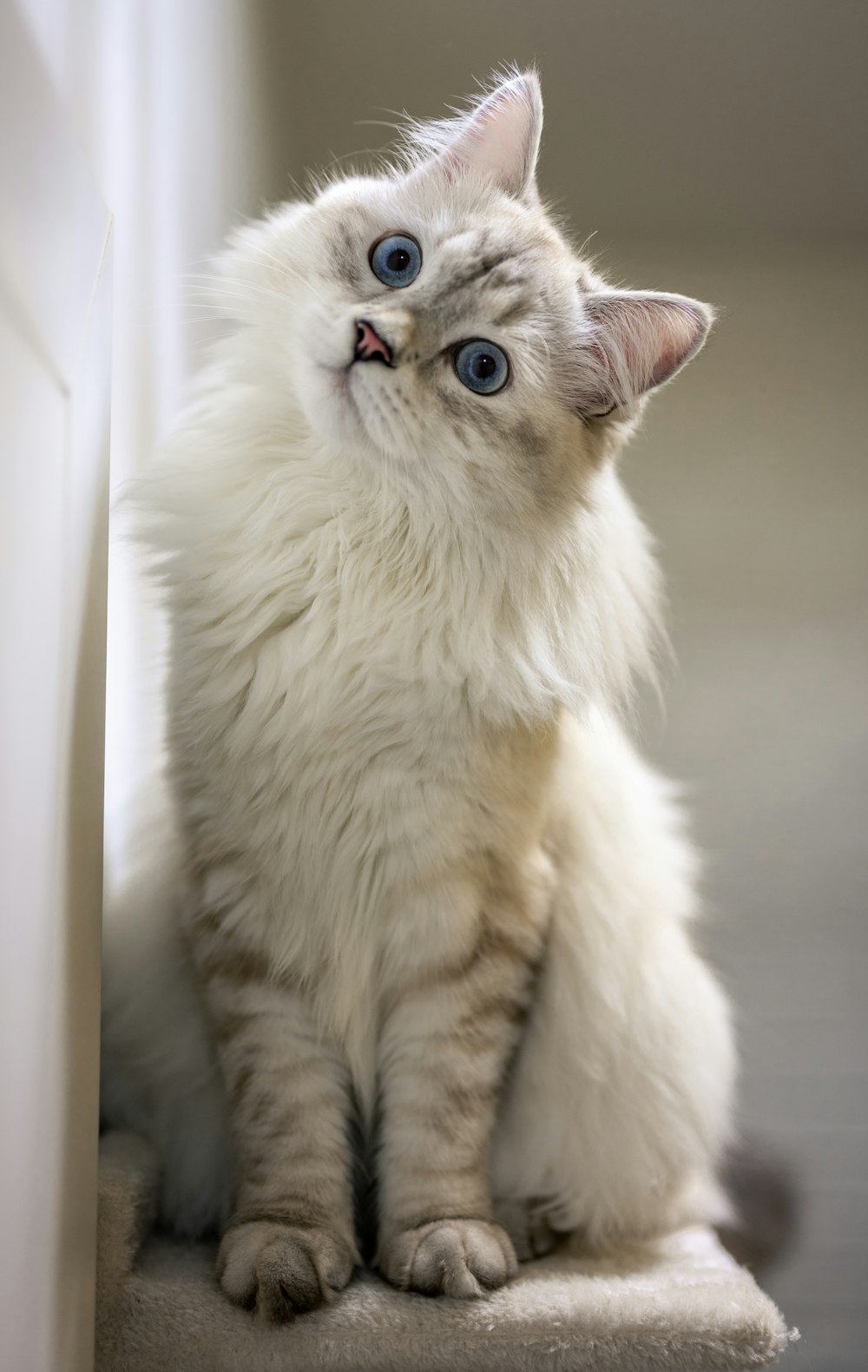 white and gray long fur cat