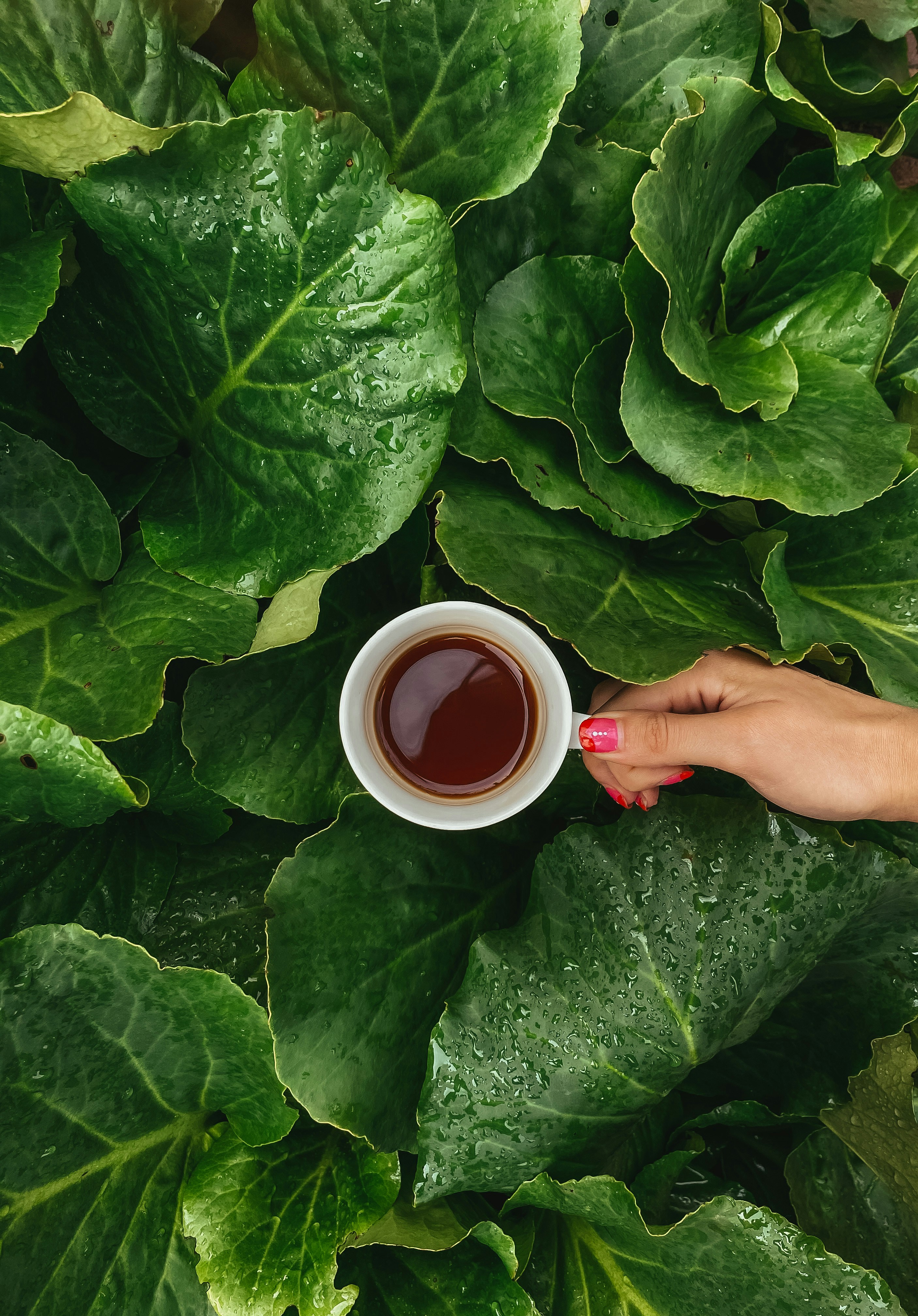 7 Reasons Loose Leaf Tea Is Becoming a Modern Lifestyle Trend