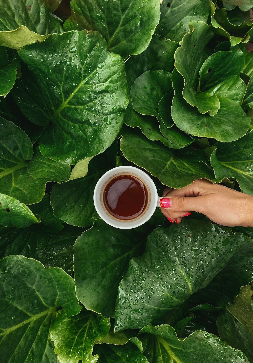 person holding white ceramic mug on green leaves