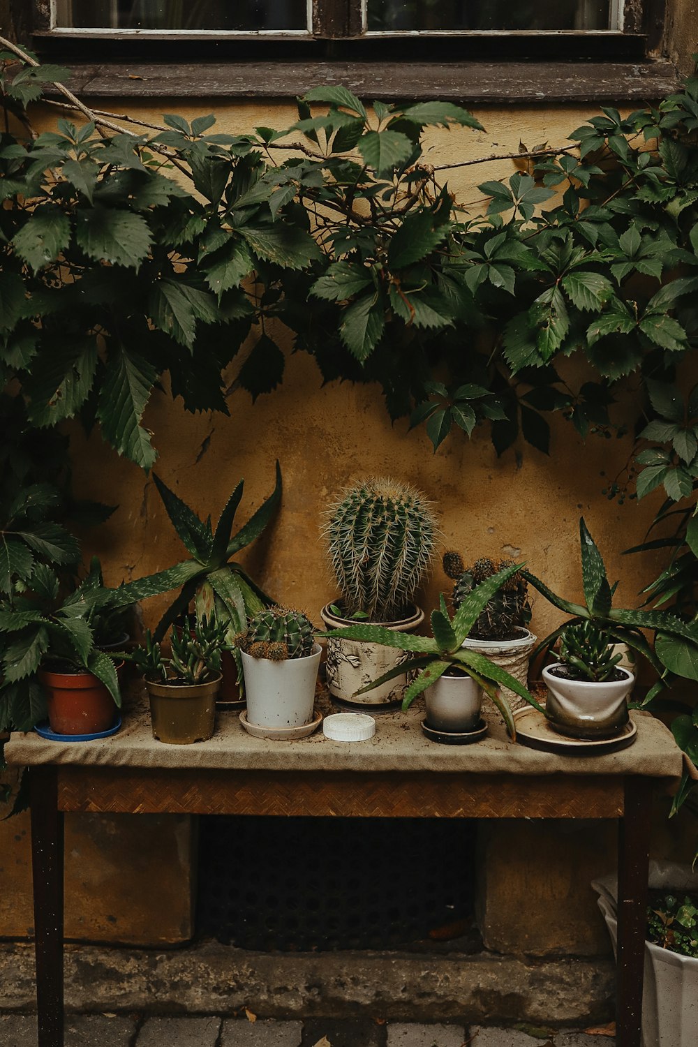 green cactus plants on brown wooden table