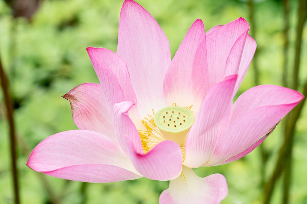 a close up of a pink flower with a blurry background