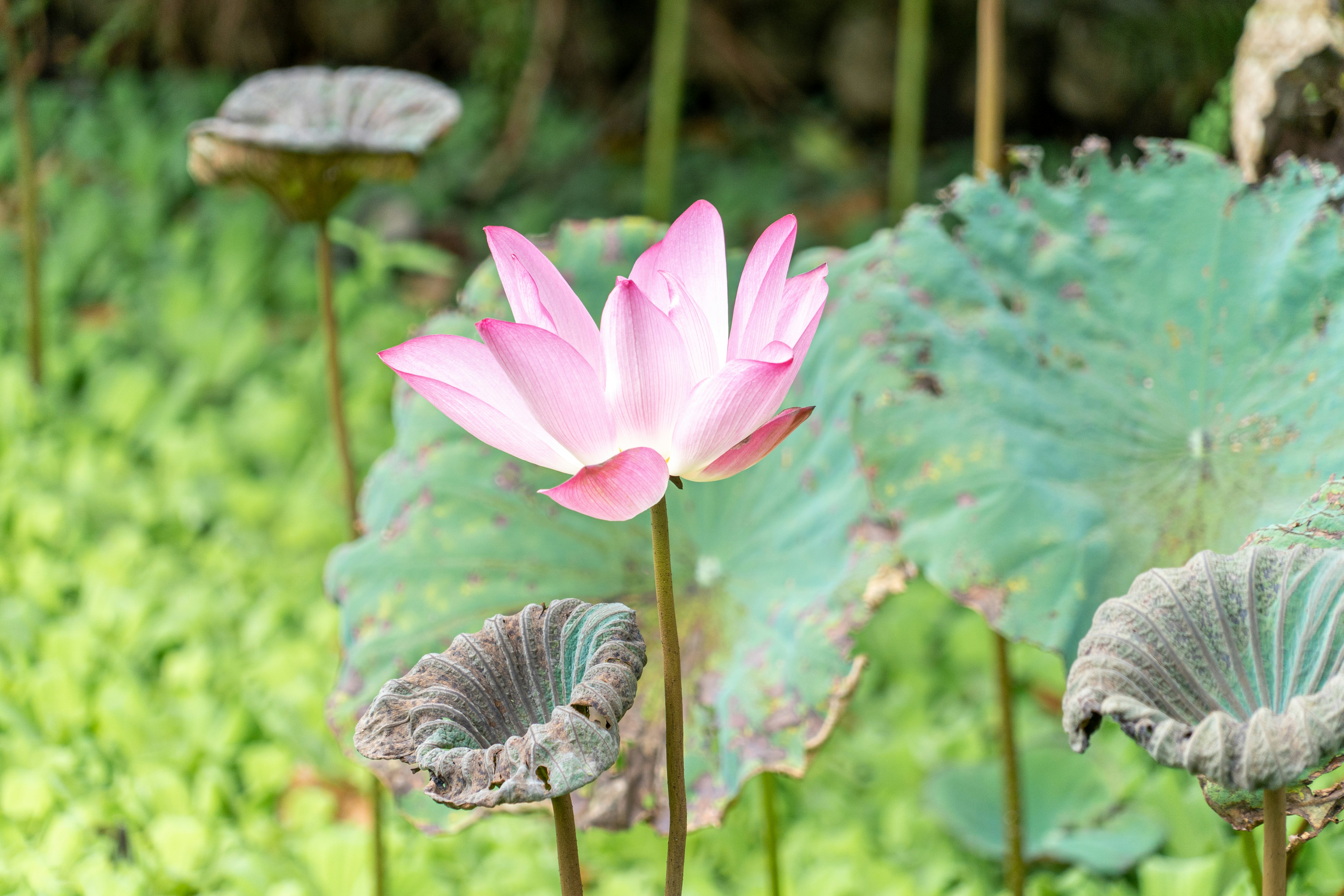 Lotus Pond photo 2