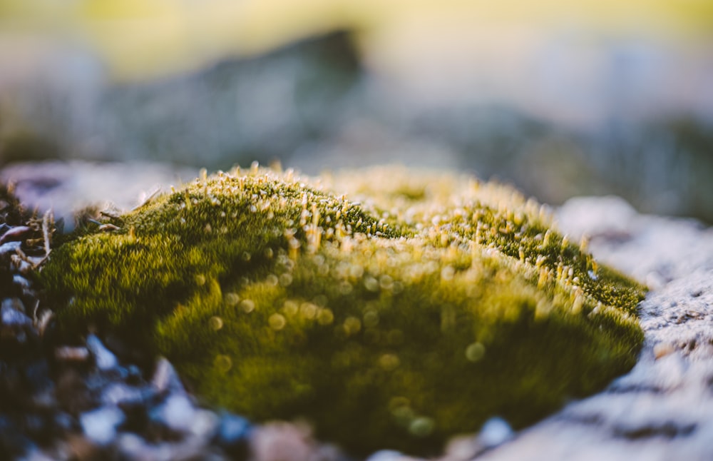 green moss on rock during daytime