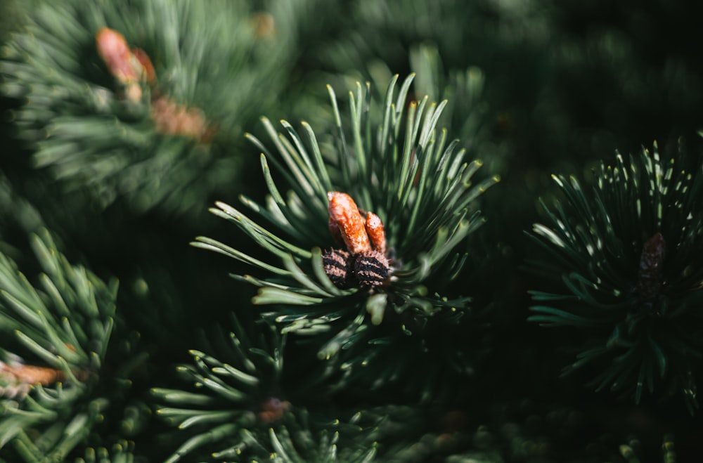 red and black flower in tilt shift lens