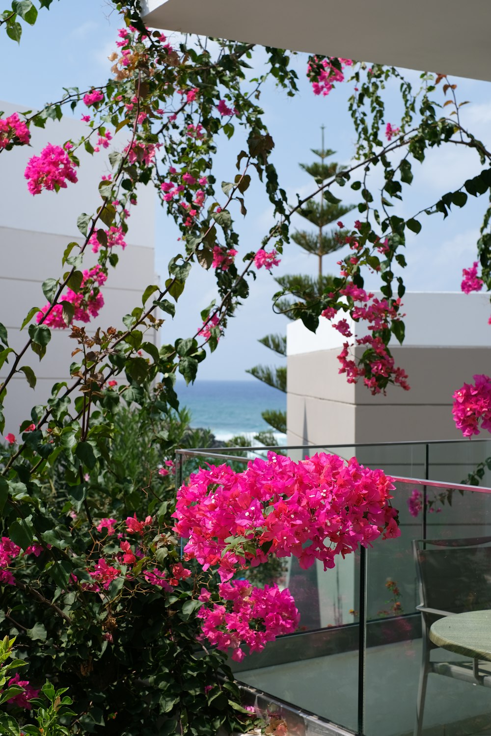 flores cor-de-rosa perto do edifício de concreto branco durante o dia