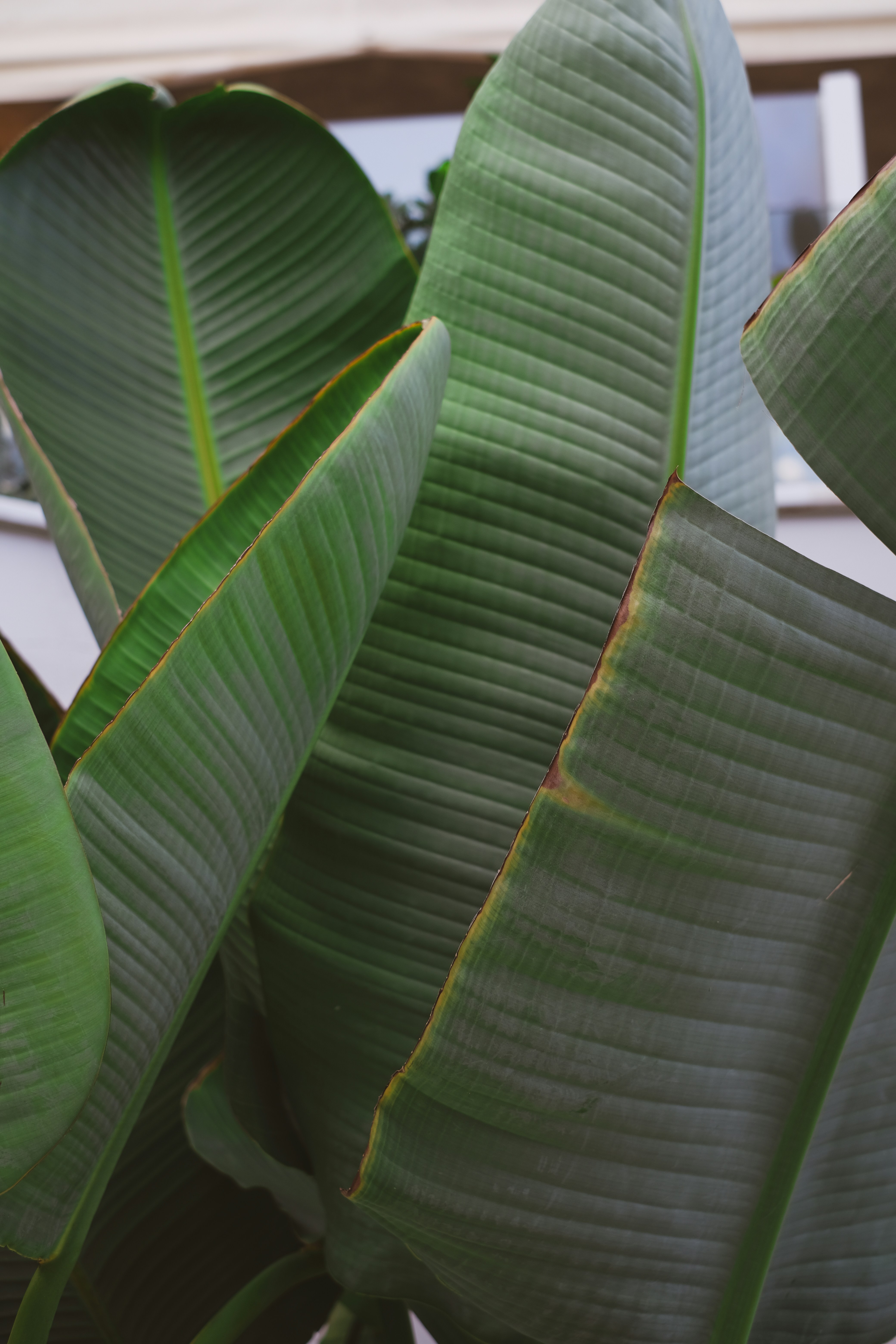 Foto de hoja de plátano verde en fotografía de cerca Imagen gratuita
