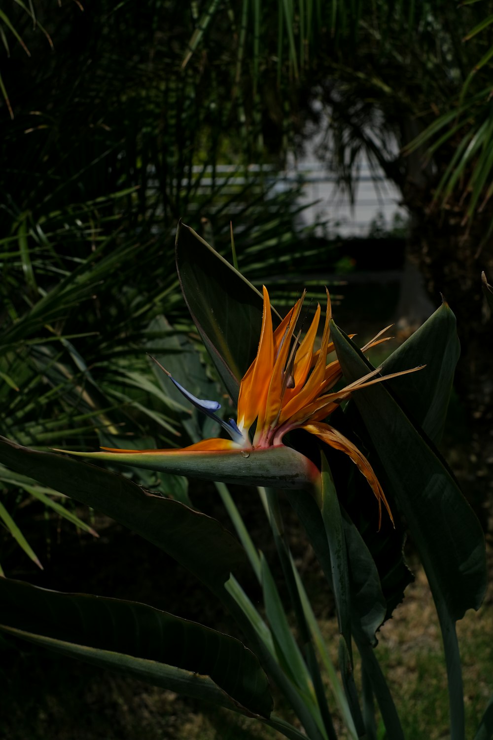 orange and yellow birds of paradise in bloom during daytime