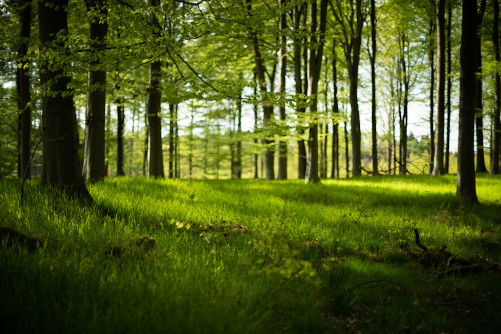 a green forest filled with lots of trees