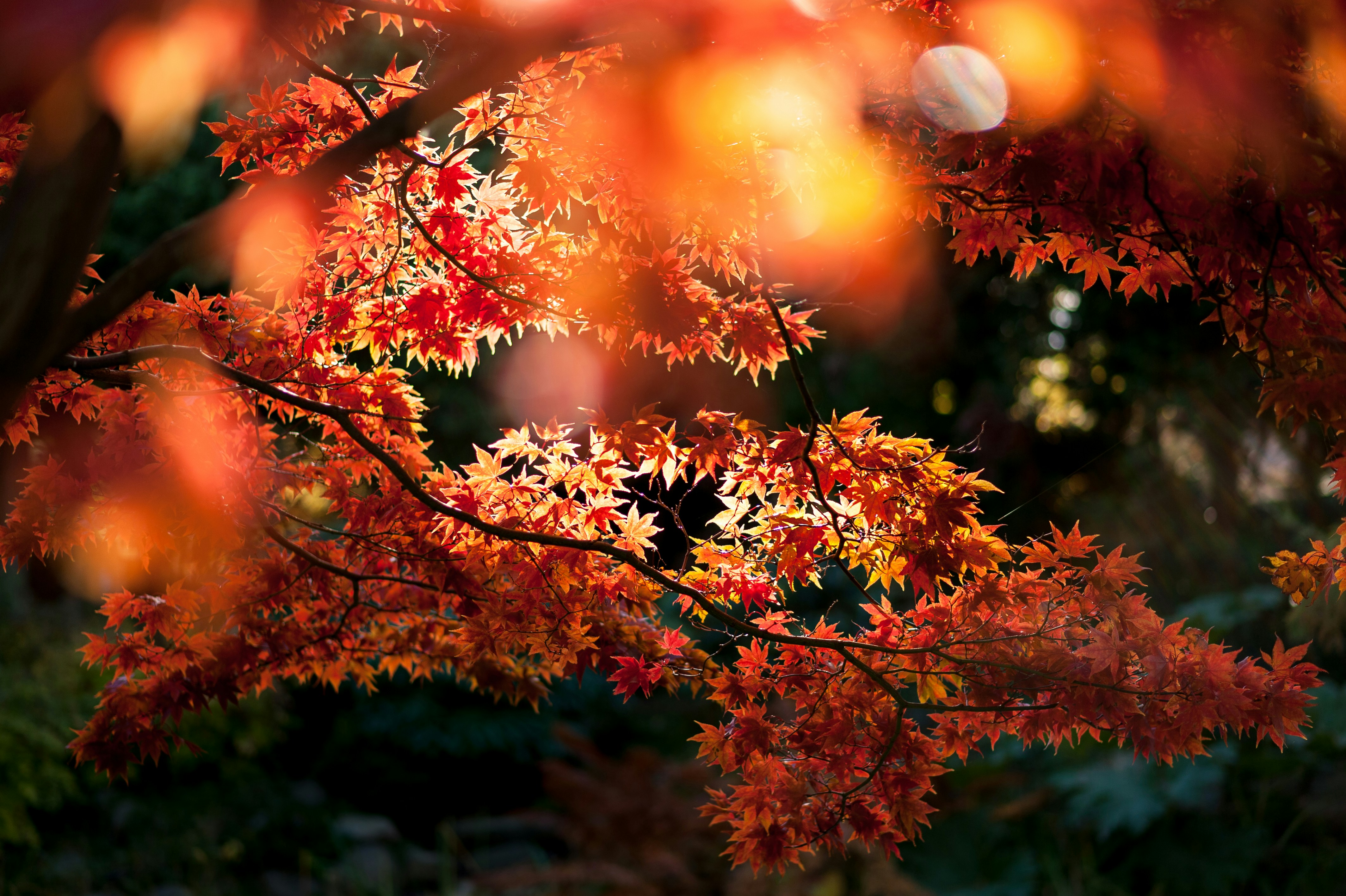 a close up of a tree with red leaves