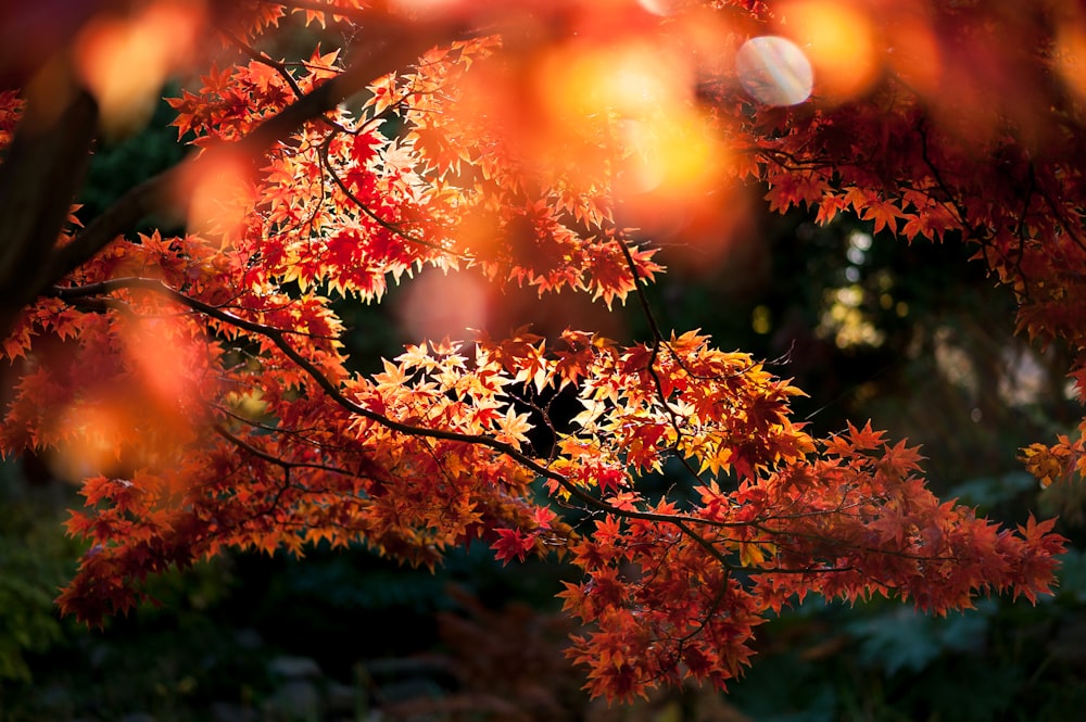 a close up of a tree with red leaves