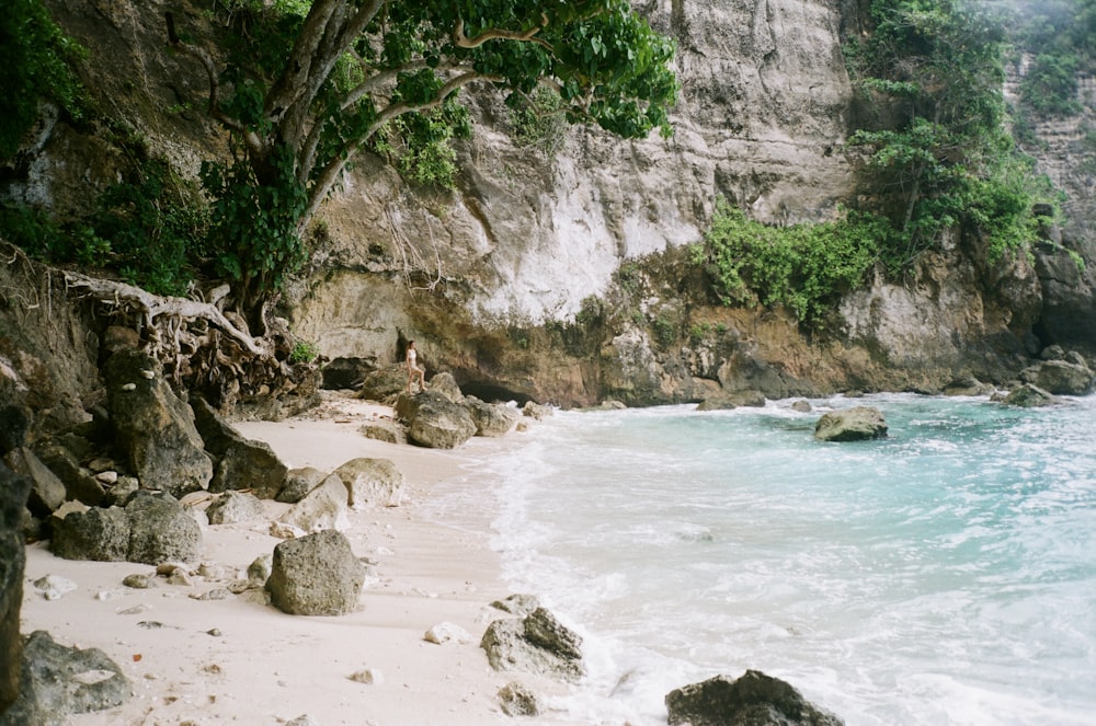 green trees on white sand beach