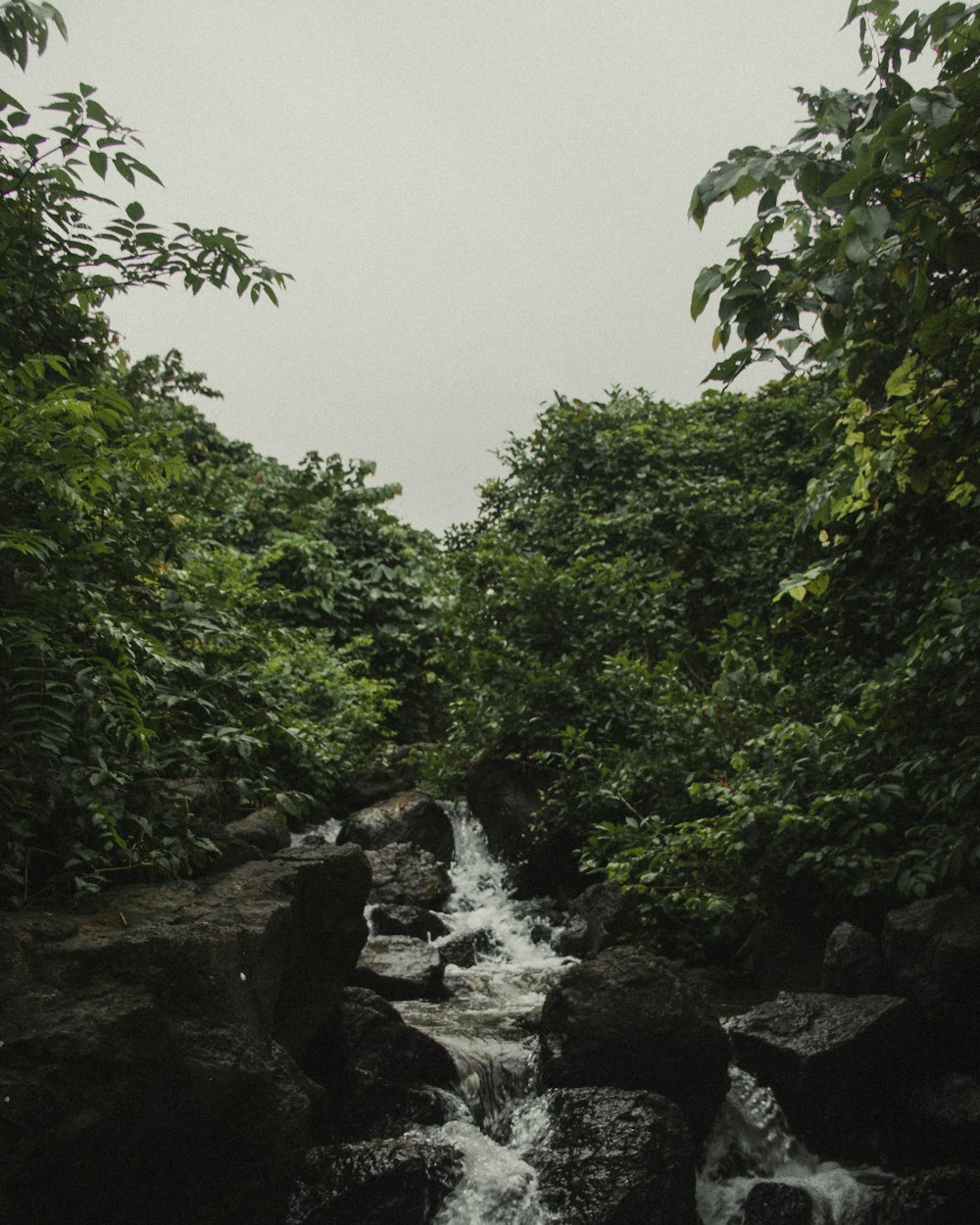 water falls between green trees