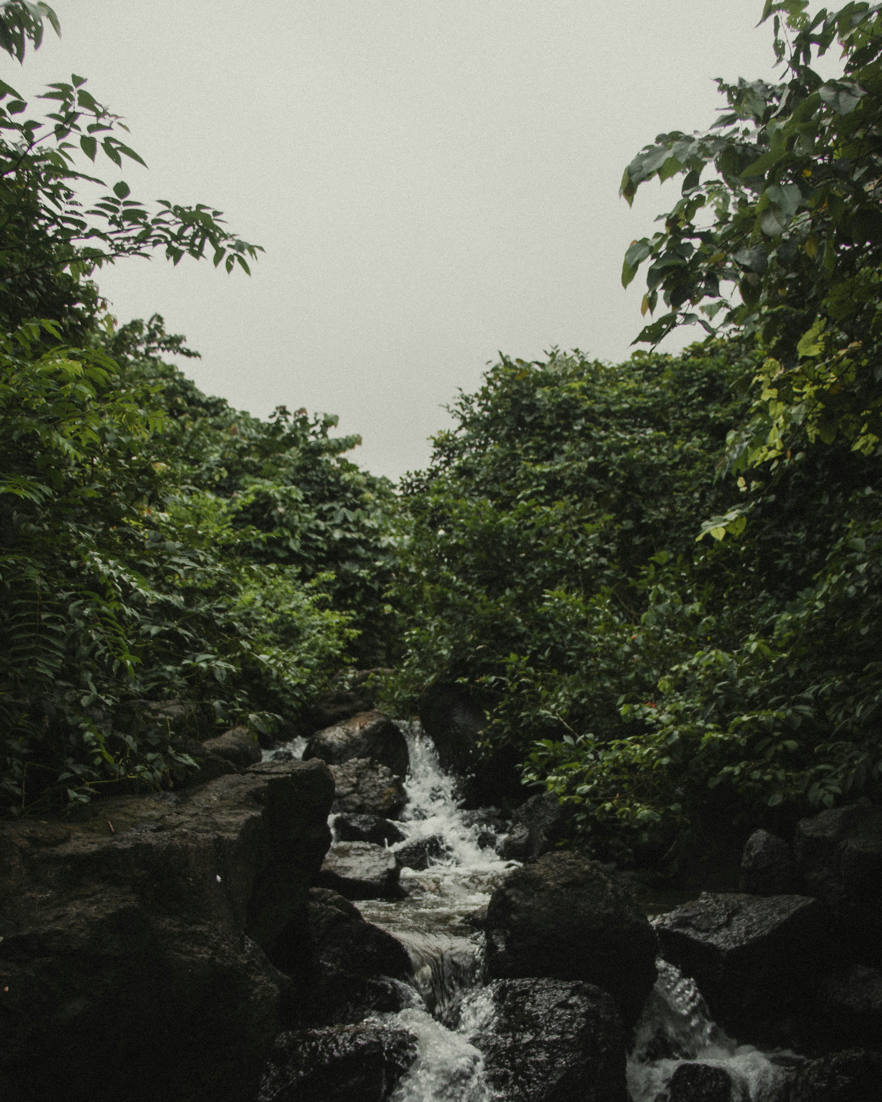 water falls between green trees