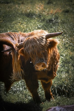 A Highland cow with long, shaggy fur and prominent horns stands in a grassy field. The sunlight highlights the reddish-brown color of its coat, and the background is filled with lush green grass, creating a peaceful and rustic atmosphere.
