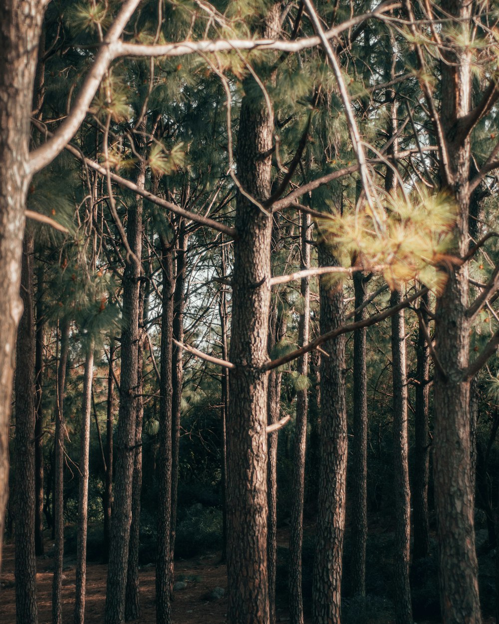 yellow maple tree in forest during daytime