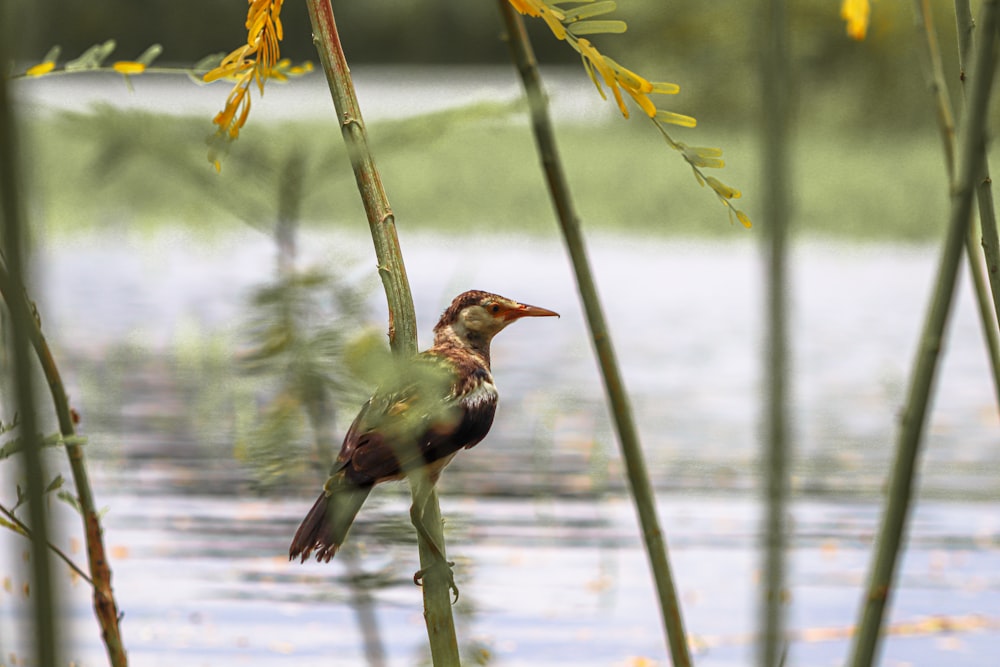 a bird sitting on a branch near a body of water