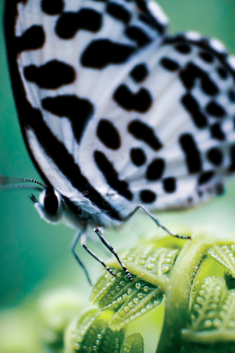 a close up of a butterfly on a flower