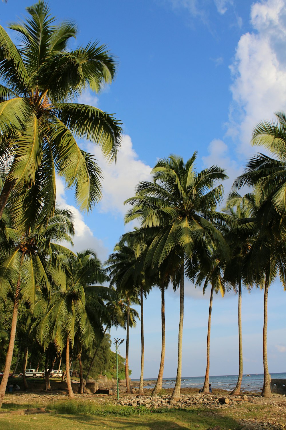 a row of palm trees next to the ocean