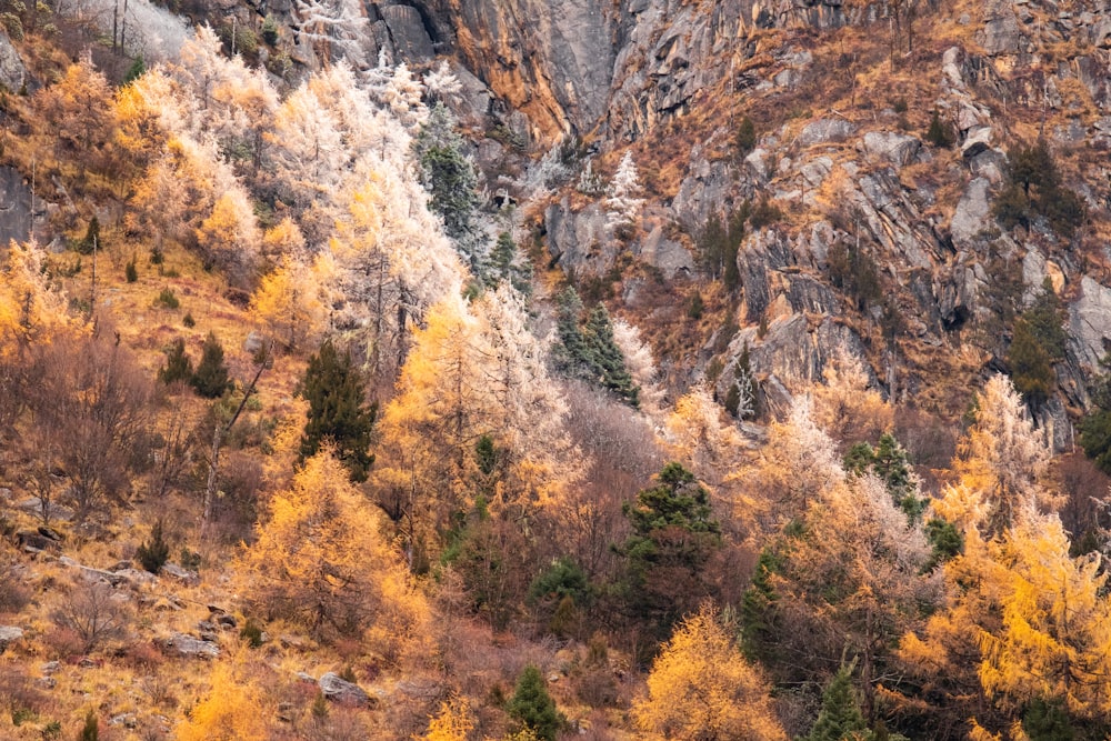 a mountain side with yellow and brown trees