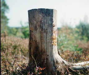 brown tree trunk on green grass field during daytime