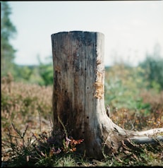 brown tree trunk on green grass field during daytime