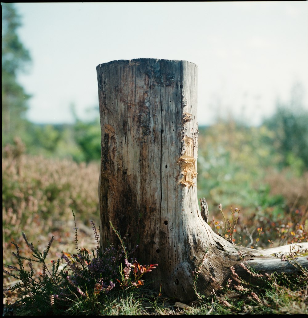 brown tree trunk on green grass field during daytime