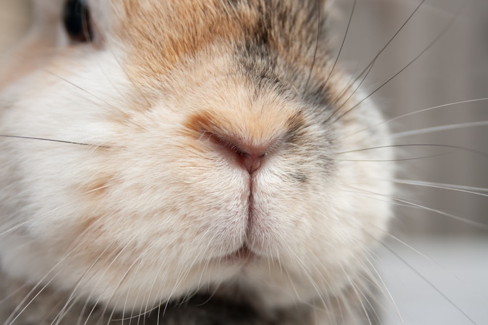 a close up of a brown and white cat's face