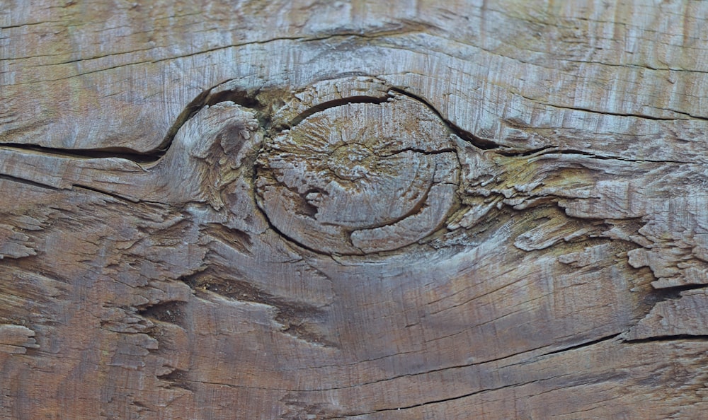madeira esculpida em madeira marrom