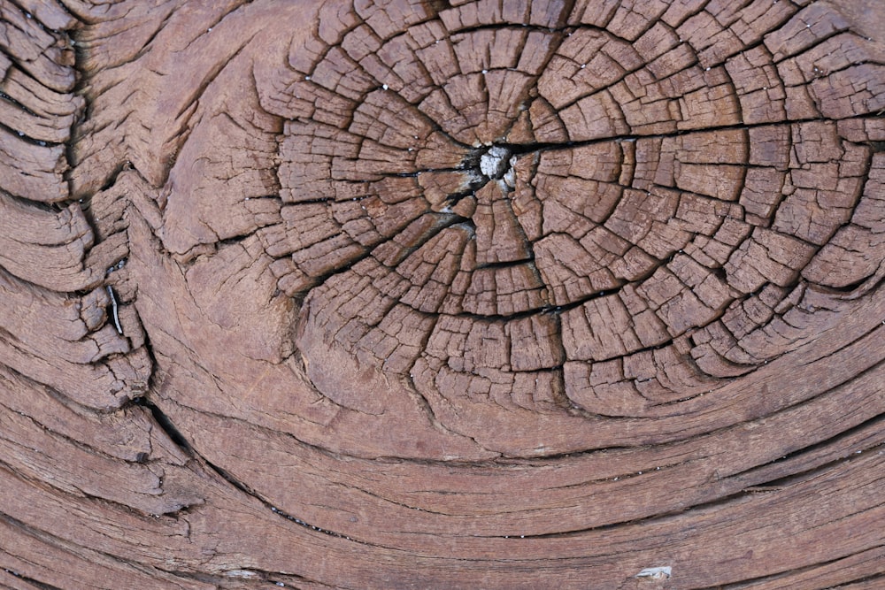 brown wooden log with hole