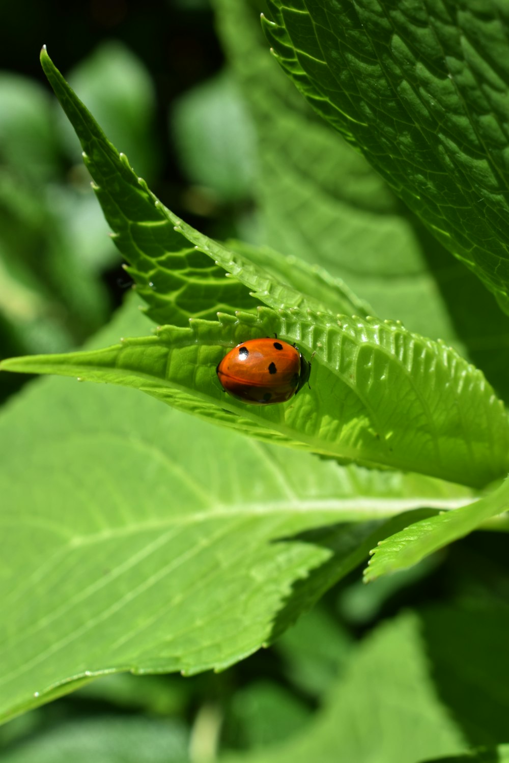 a lady bug sitting on top of a green leaf