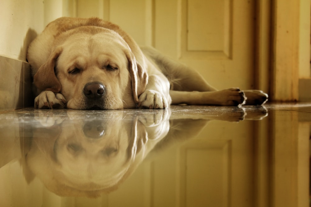 a dog laying on the floor next to a door