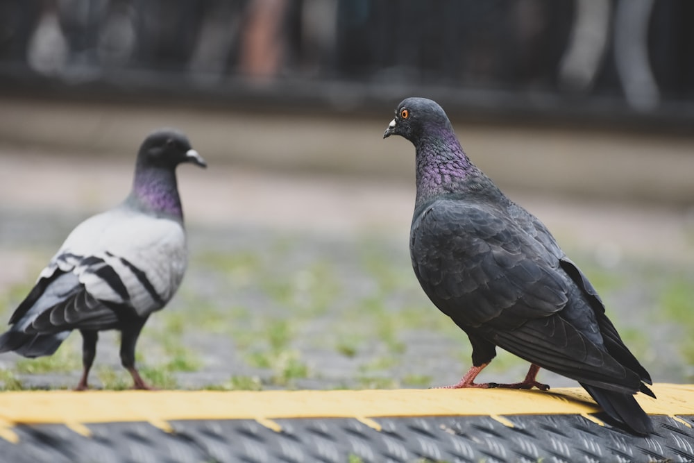 a couple of birds that are standing on a rail