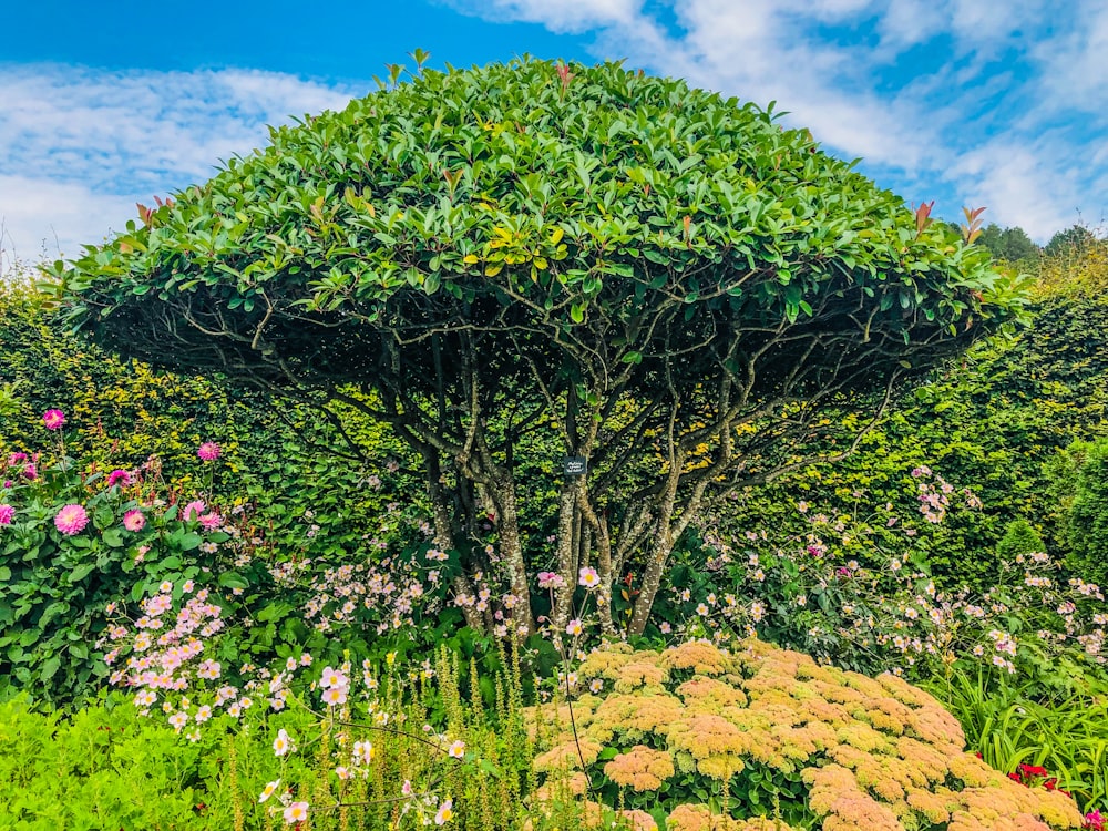 Ein Garten mit vielen verschiedenen Arten von Blumen