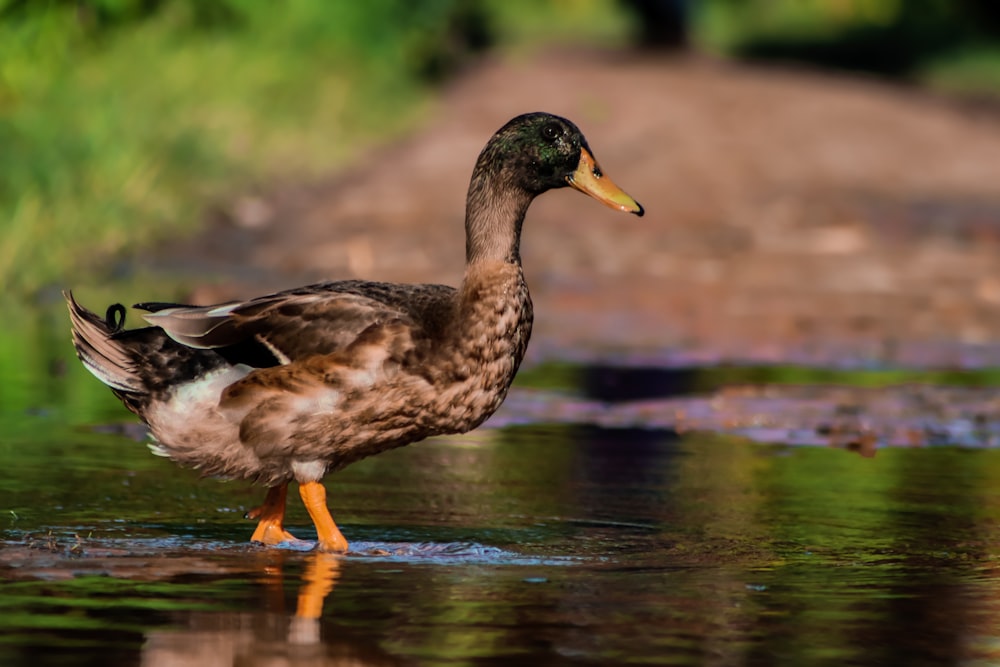a duck standing in the water near a dirt road