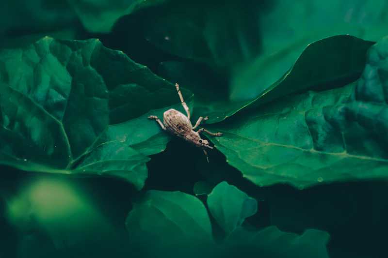 Mealybug Infestation — Pseudococcus spp.