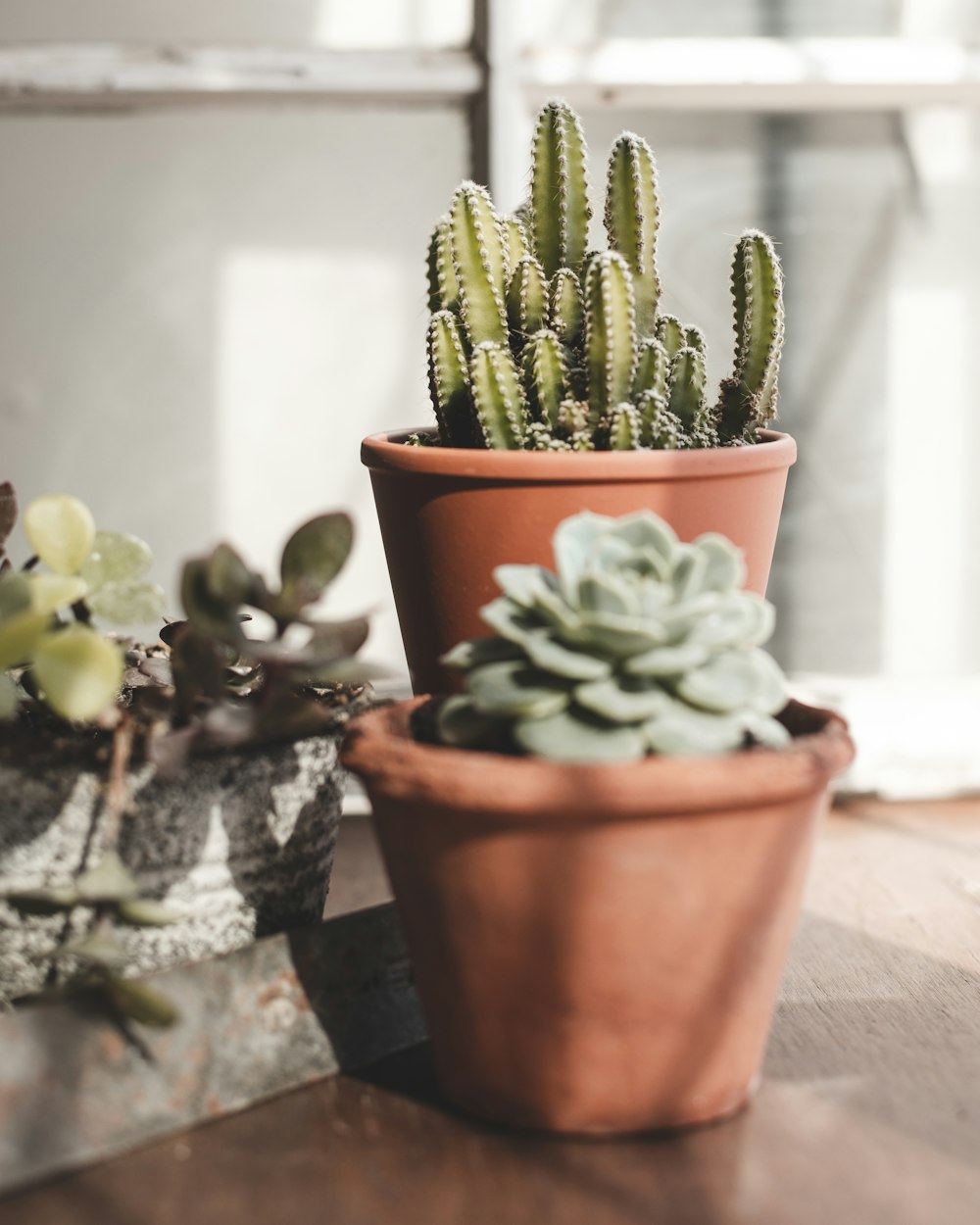 green cactus plant on brown clay pot