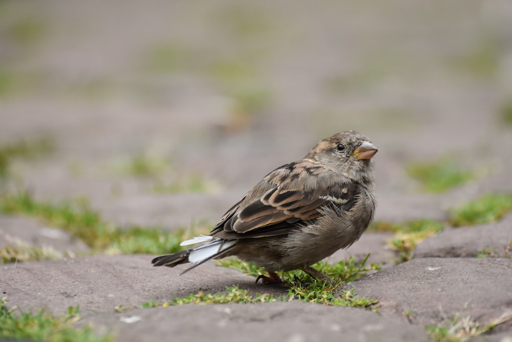 a small bird standing on a patch of grass