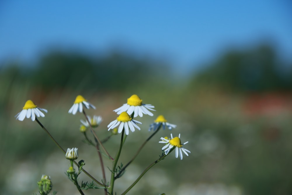 Flor de margarita blanca y amarilla en flor durante el día