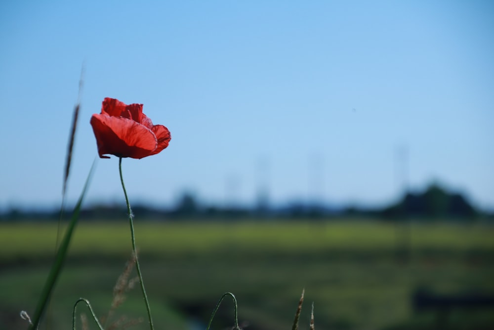 flor roja en campo de hierba verde durante el día