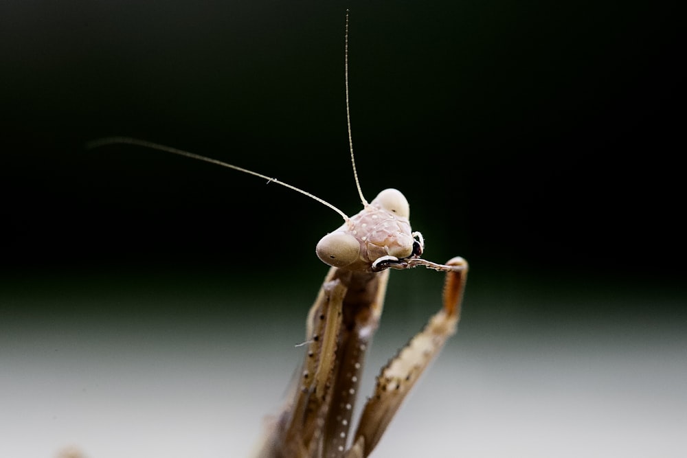 a close up of a praying mantissa